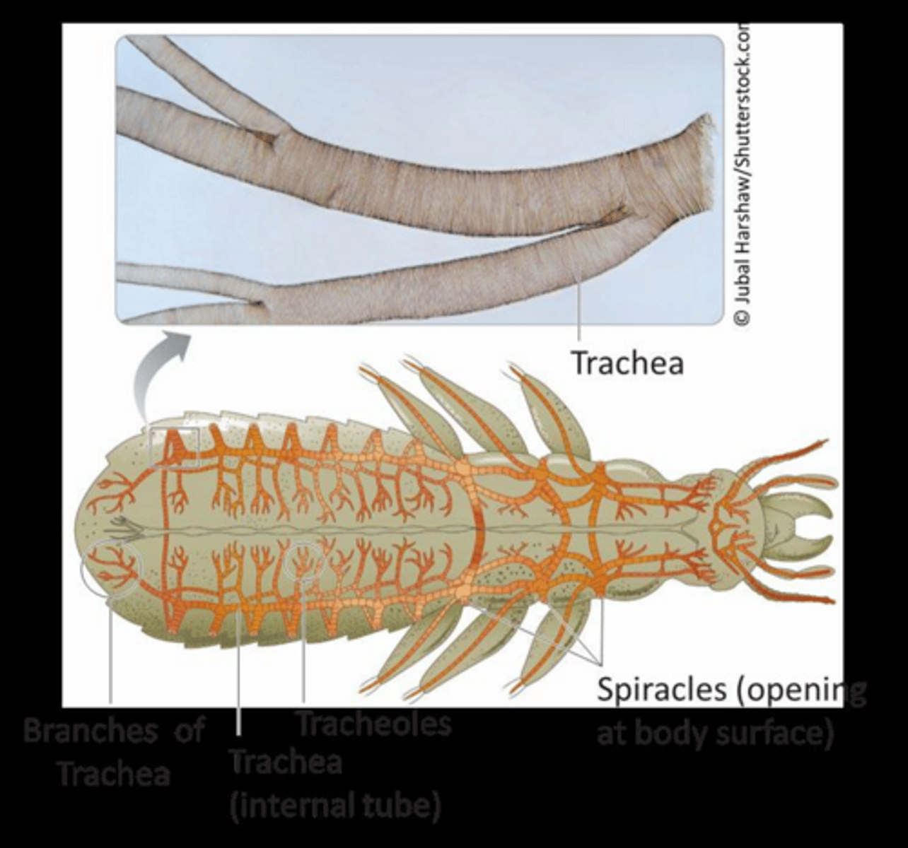 <p>Rings of chitin, which is the same material found in their exoskeleton.</p>