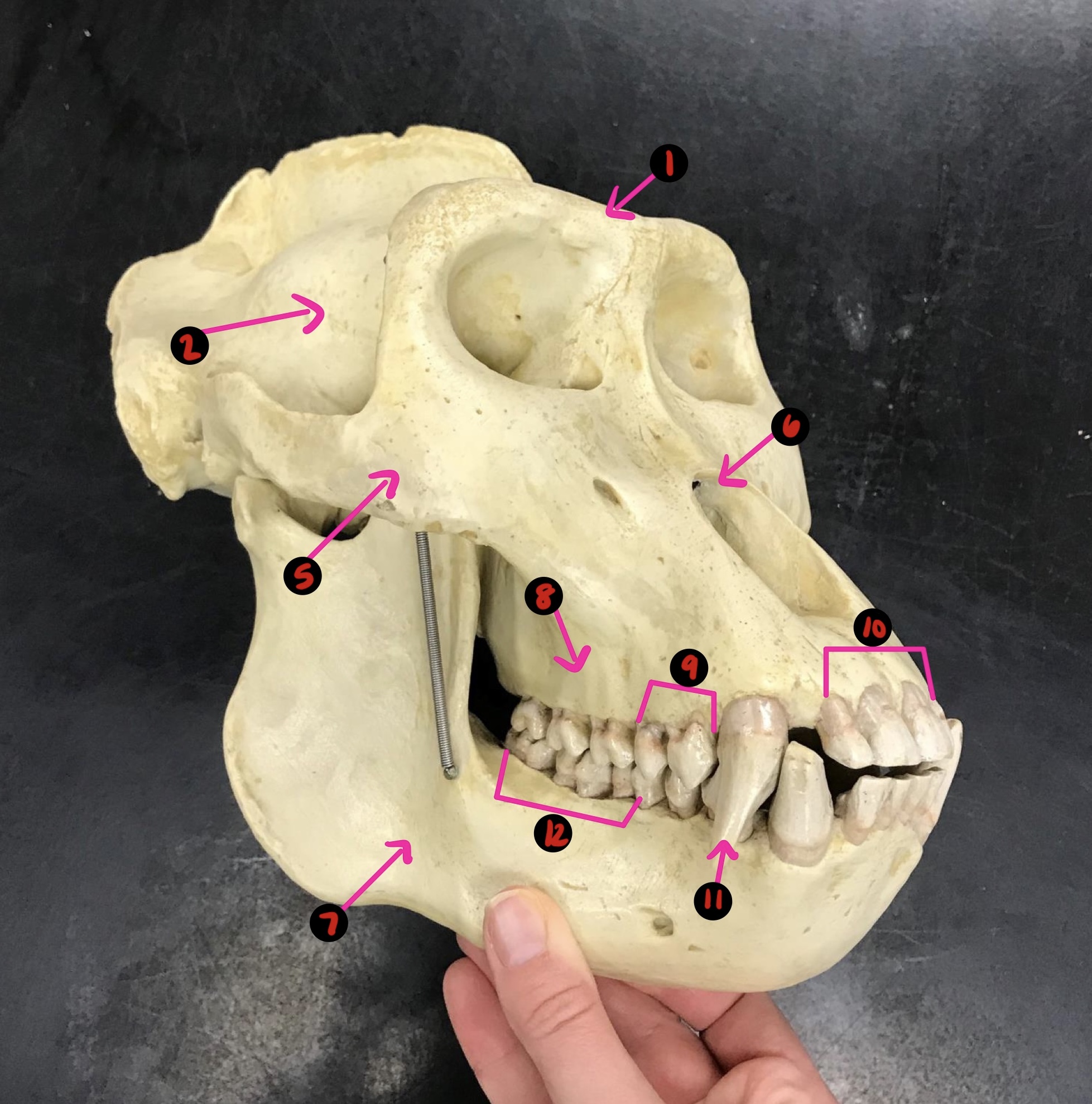 <p>Gorilla skull- 2</p>