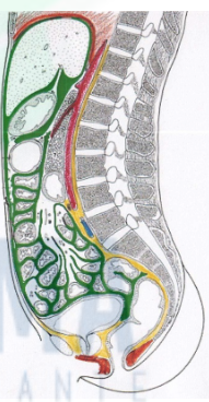 <p>en grande partie dans la cavité abdominale</p><ul><li><p>entre le diaphragme pelvien en DESSOUS et le diaphragme thoracique au DESSUS et en ARRIERE</p></li><li><p>contenus dans du tissu graisseux</p></li></ul>