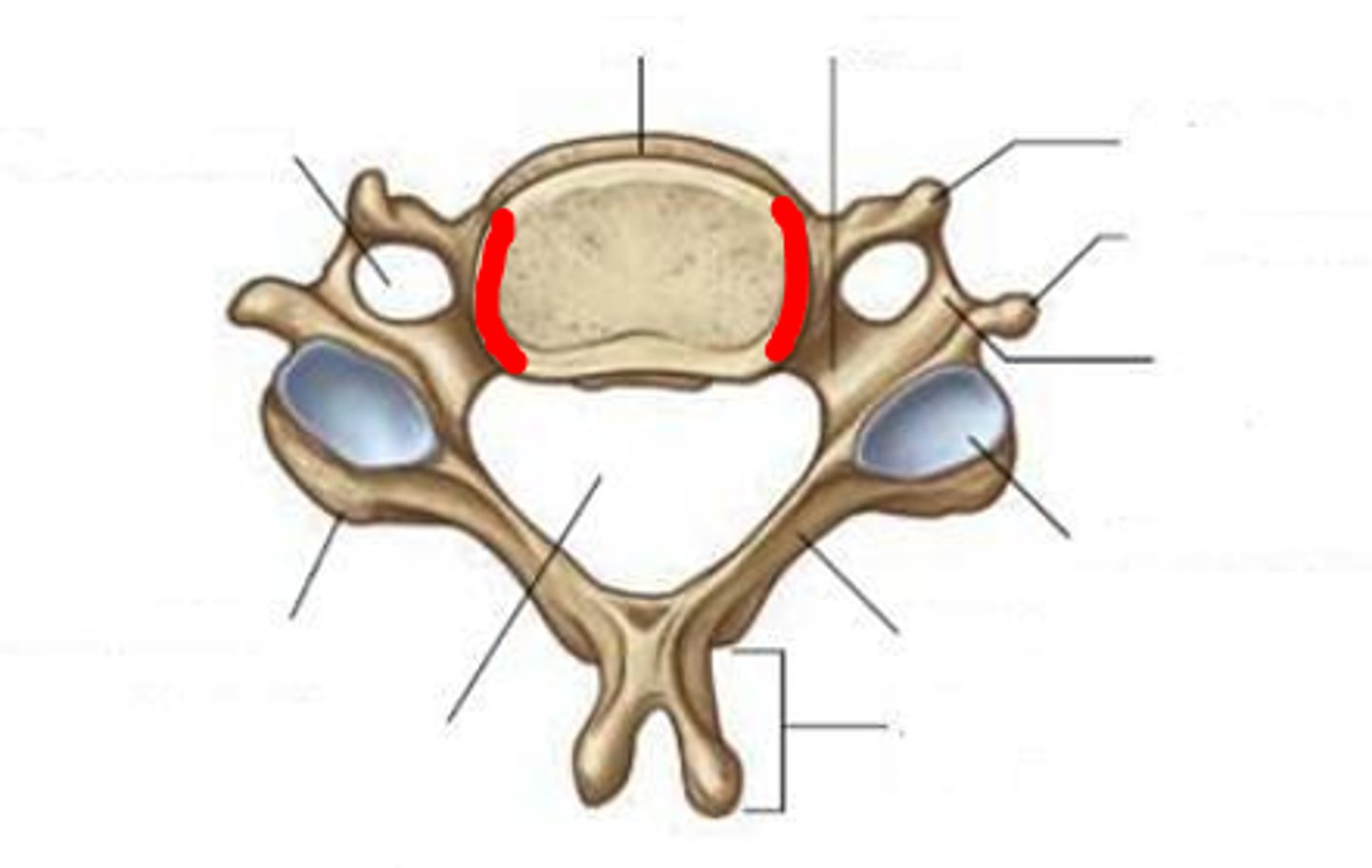 <p>What is the highlighted structure</p>