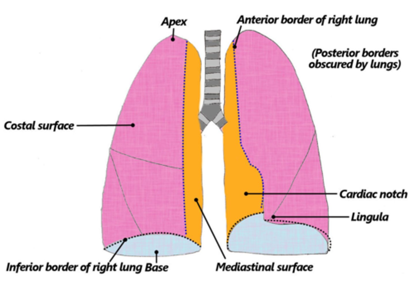 <p>anterior, posterior, inferior</p>