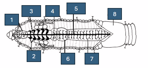 <p>EARTHWORM INTERNAL: Label the numbers with their selective organs on the diagram<br></p>