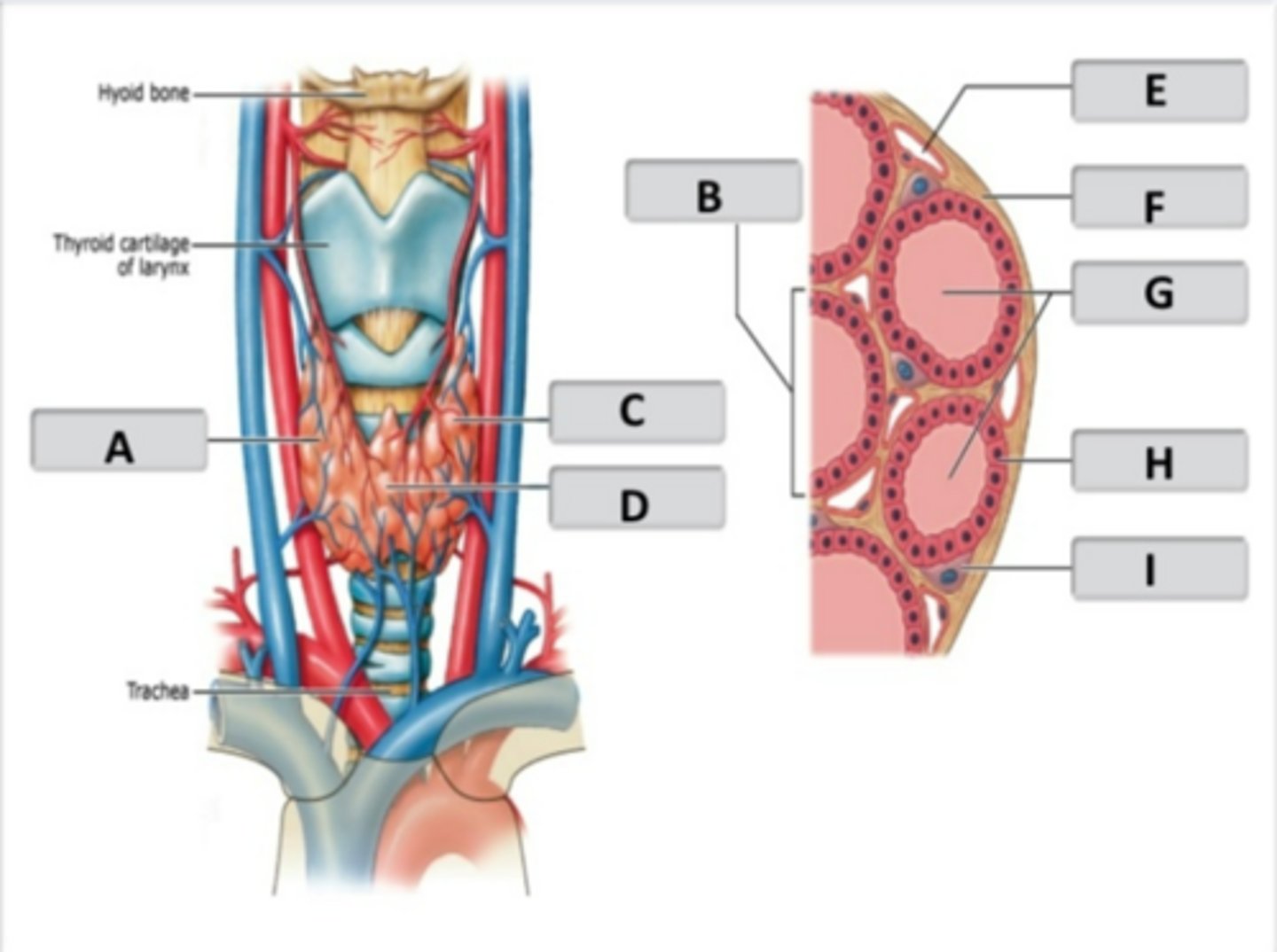 <p>thyroid follicle</p>