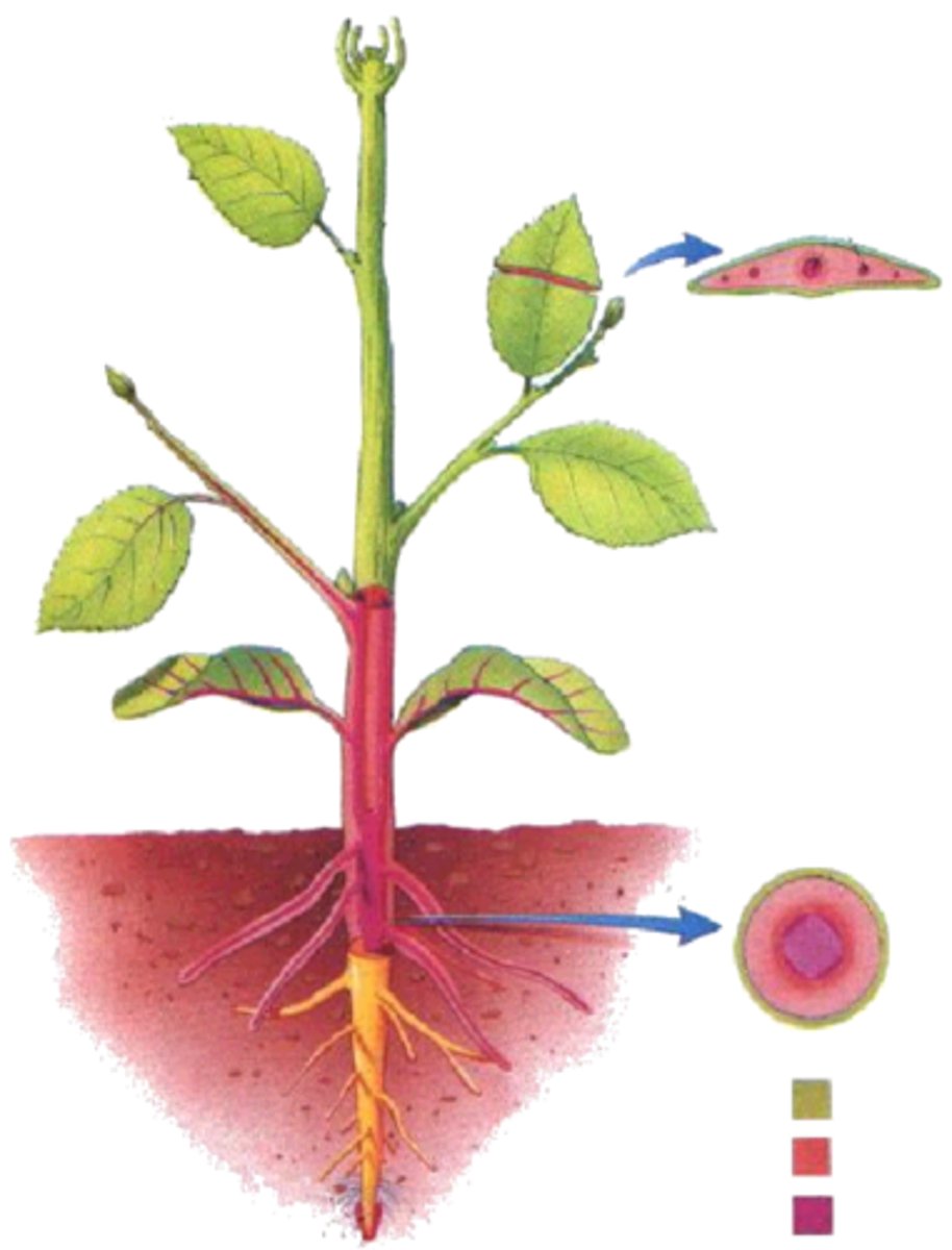 <p>upper angle between a leaf stalk (or any lateral structure) and the stem</p>