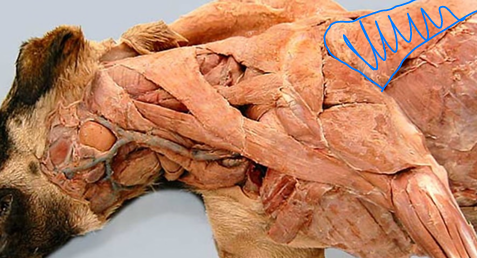 <p>Thoracic Limb (Forelimb) <span>Extrinsic Muscles (Attach limb to body)</span></p>