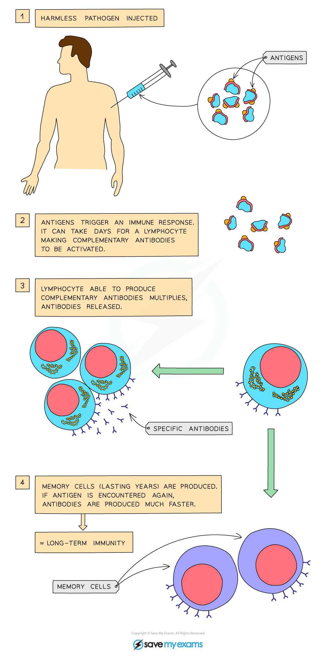 <ol><li><p>lymphocytes recognise the <strong>antigens </strong>in the bloodstream</p></li><li><p>the activated lymphocytes produce <strong>antibodies specific to the antigen encountered</strong></p></li><li><p><strong>memory cells are produced from the lymphocytes</strong></p></li><li><p><strong>memory cells and antibodies </strong>subsequently remain circulating in the blood stream</p></li></ol><p></p>