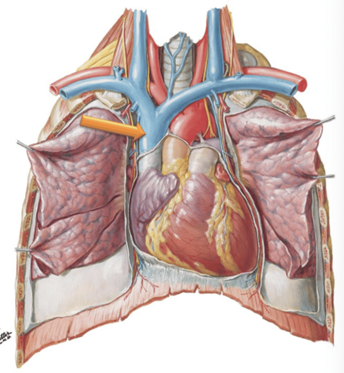 <p>Superior Vena Cava is formed as left and right ___ ___ join together and empties into the right atrium.</p>