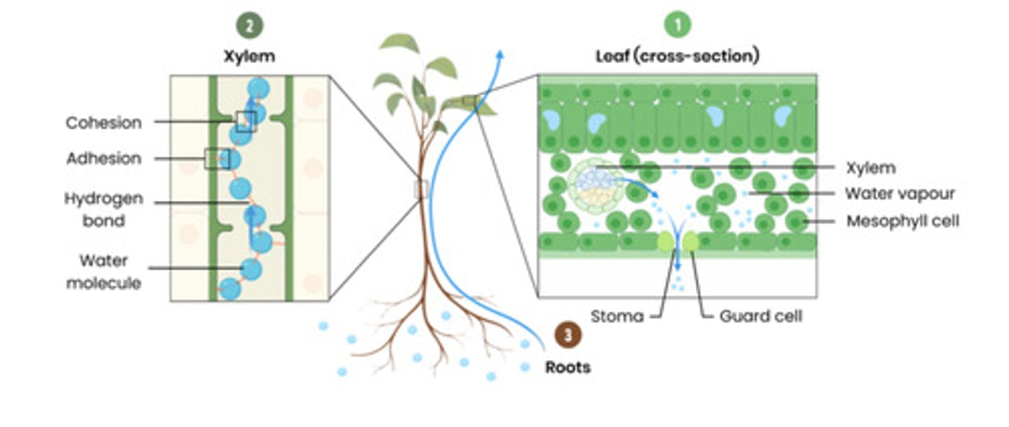 <p>● Water molecules form hydrogen bonds with each other, causing them to 'stick' together (cohesion).</p><p>● The surface tension of the water also creates this sticking effect.</p><p>● Therefore as water is lost through transpiration, more can be drawn up the stem.</p>