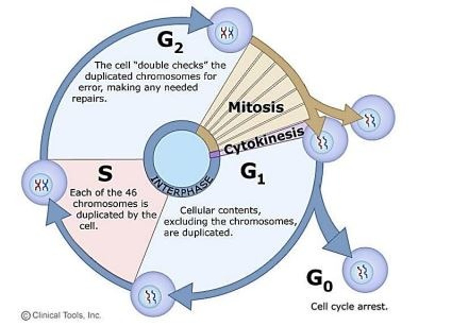 <p>Preparation for DNA synthesis.</p><p>Cellular contents, excluding the chromosomes are duplicated.</p>