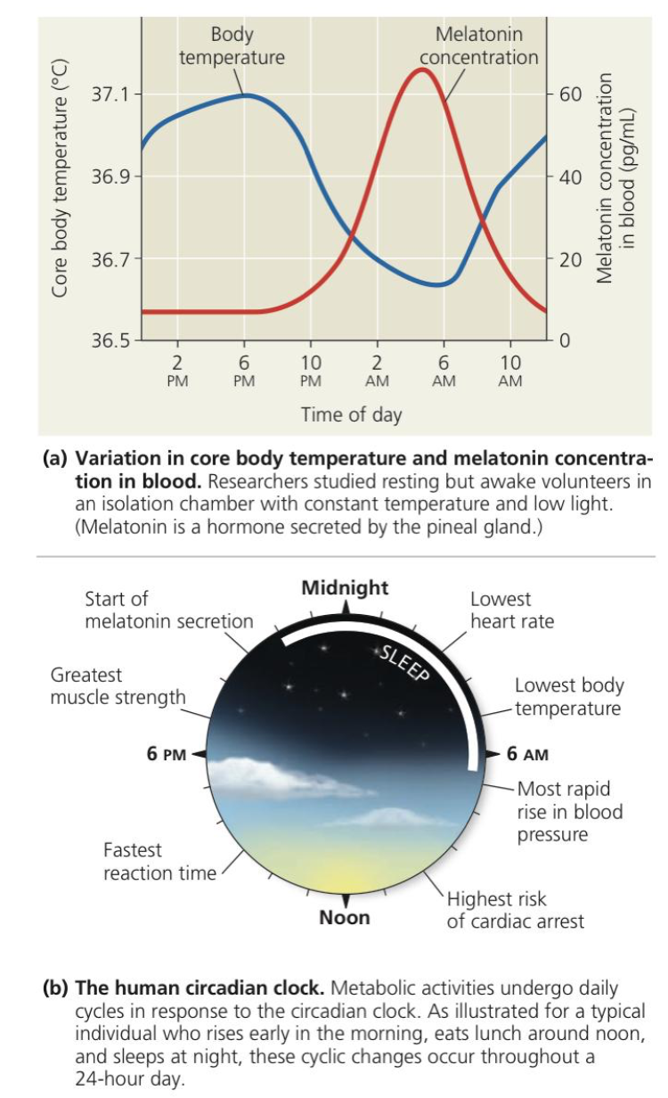 ● Cyclic alterations in all animals and plants reflect a _______ _____
○ Set of physiological changes that occur roughly every ___ hours
○ Intrinsic to the body
■ Normally coordinated with the cycle of ____ and
darkness in the environment
○ Observed in the cyclic rise and fall of human ________ in a 24-hour period
○ ______ stimuli can reset the biological clock, but the effect is not immediate
■ Ex. Flying across several time zones results in jet ___
● Mismatch between circadian rhythm and local environment
