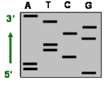 <p>what was the template strand? </p>