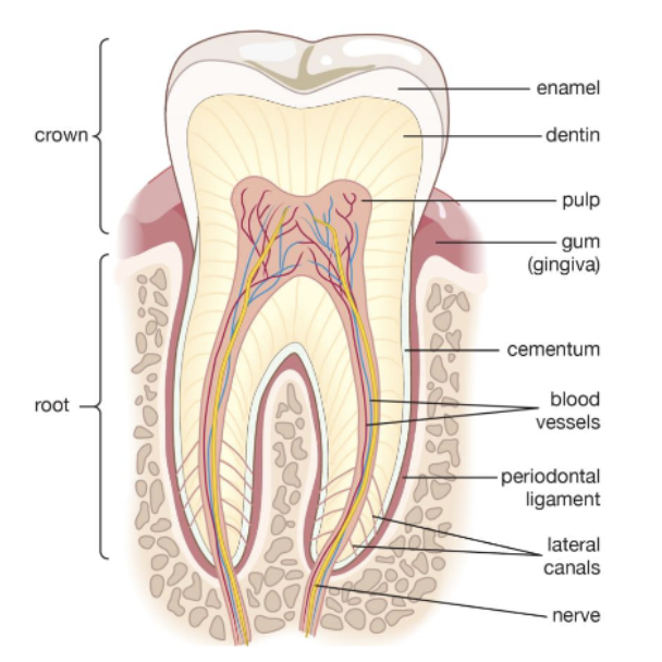 <p>cementum</p>
