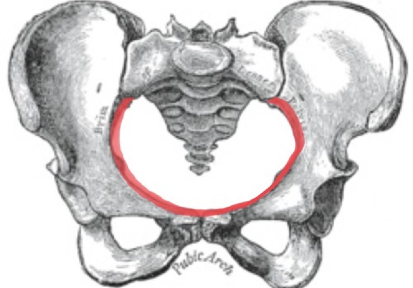 <p>ridge</p><p>anterior 2/3</p><p>larger portion of ridge</p>