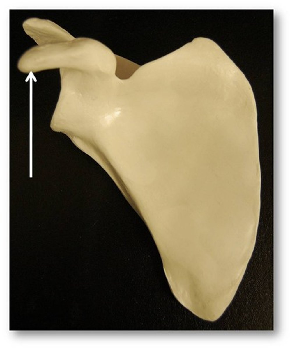 <p>process above the glenoid cavity that permits muscle attachment</p>