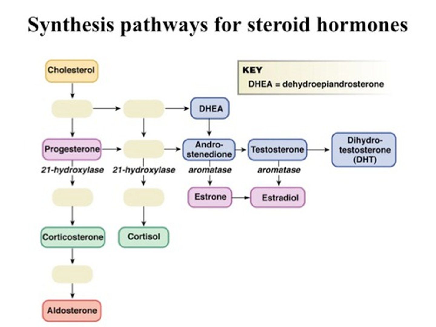 <p>glucocorticoids and mineralocorticoids</p>