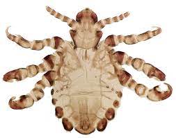 <p>Pthiridae</p><p></p><p>•Abdomen not longer than basal width</p><p>•Lateral lobes</p><p>•Mid and hind legs expanded.</p>
