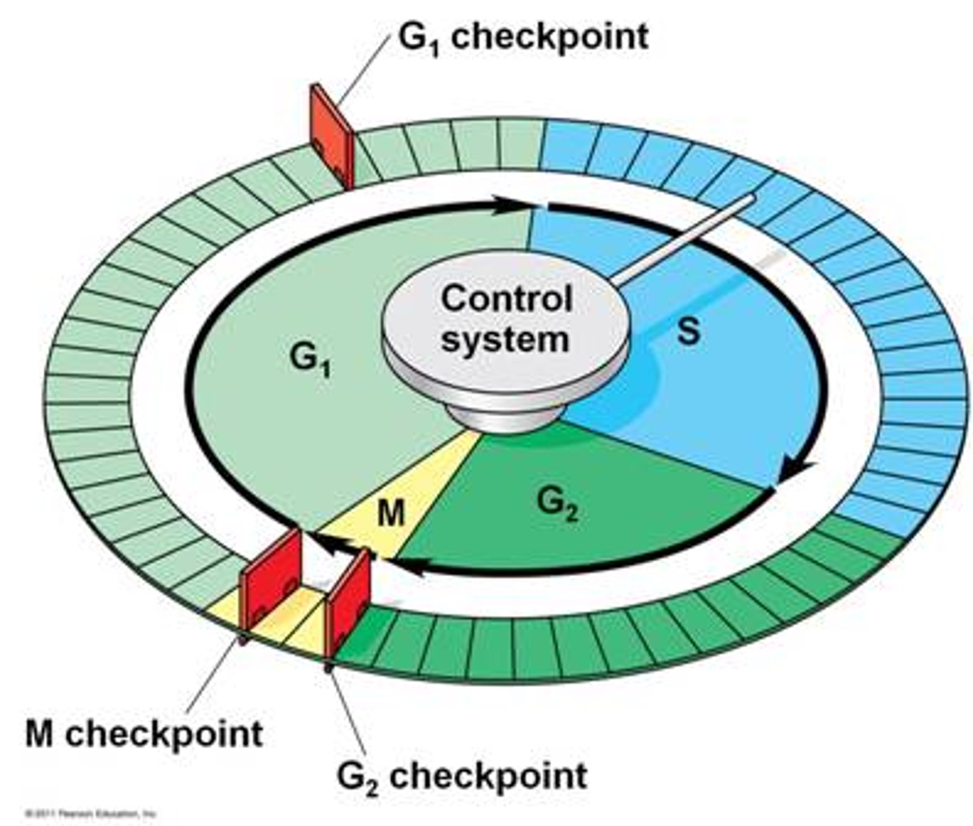 <p>In order for the cell to go from G1 into the S phase it must meet certain criteria such as containing the proper complement DNA in order to pass into the synthesis stage</p>