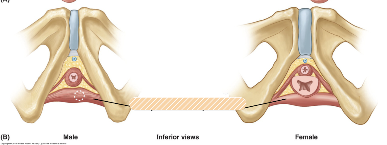 <p><span>deeper muscle, runs from<strong> ischial pubic ramus to perineal body</strong>, perineal nerve innervation</span></p><p><span>supports and stabilizes pelvic diaphragm/perineal body and resists increases in intraabdominal pressure</span></p><p><em>Perineal muscle</em></p>