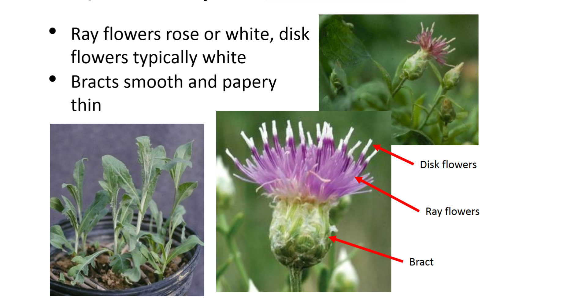 <p><strong>Asteraceae</strong>:<em> Rhaponticum repens</em> (<em>Acroptilon repens</em>)</p><p>Russian knapweed</p>