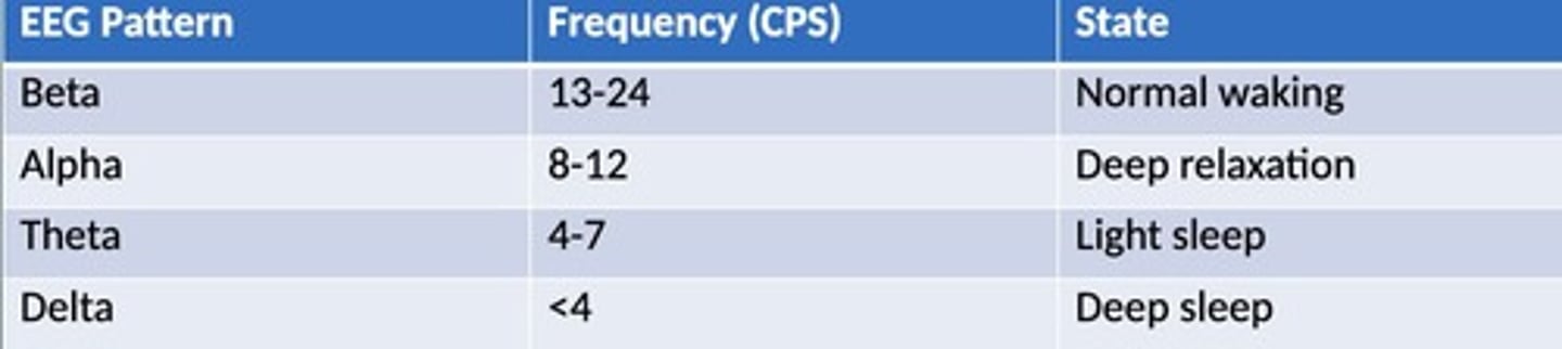 <p>Five distinct phases of sleep cycle.</p>