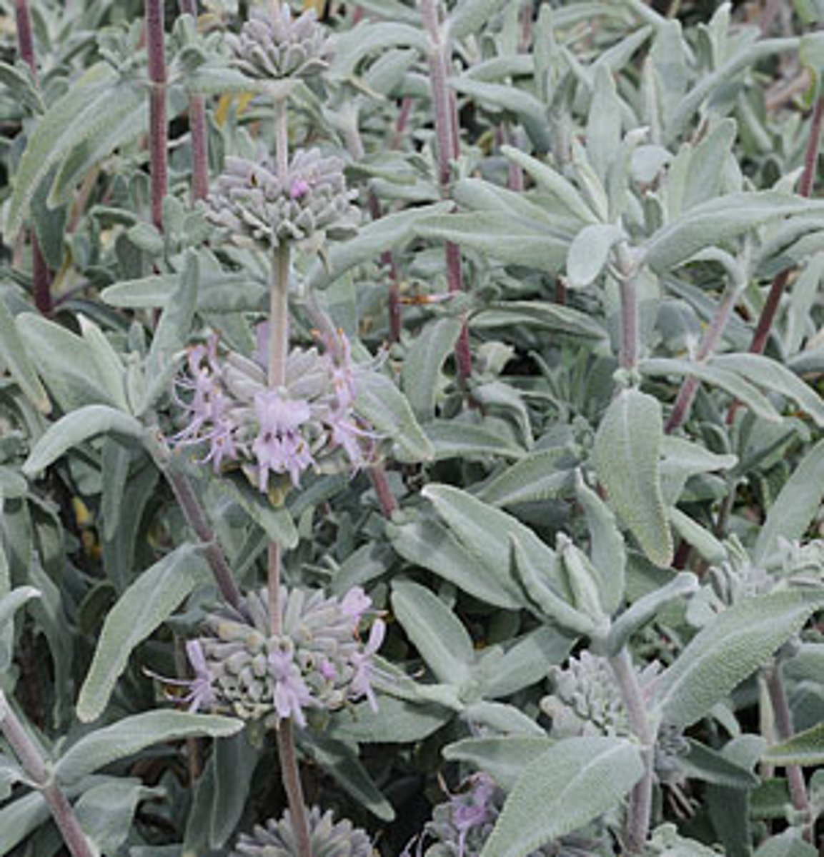 <p>Purple sage</p>