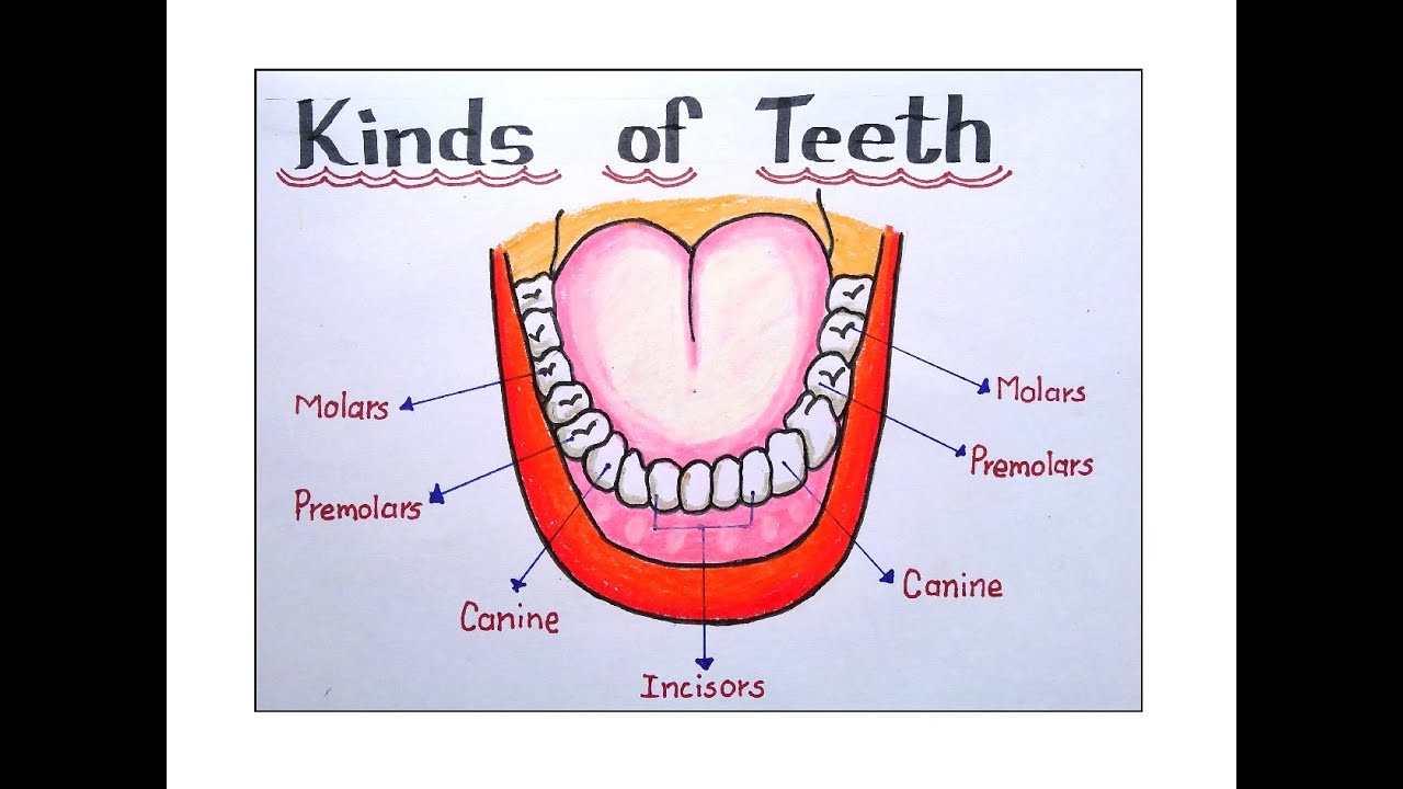 <p>Milk teeth: 20</p><p>Permanent teeth: 32</p><p>Incisors: cutting and gnawing</p><p>Canines: tearing</p><p>Molars and premolars: grinding and shearing</p>