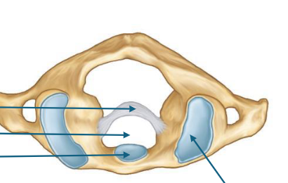 <p>what cervical vertebrae is this </p>