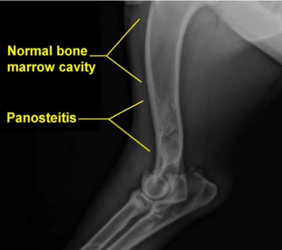 <ul><li><p>A condition characterized by inflammation of the long bones, often seen in young, rapidly growing dogs, large breeds (5-12 month)</p></li><li><p>affects medullary cavity</p></li><li><p>radiopacity - incr. osteoblastic activity leads to denser bone formation in affected areas. </p></li><li><p>by palpation → pain </p></li></ul><p></p>