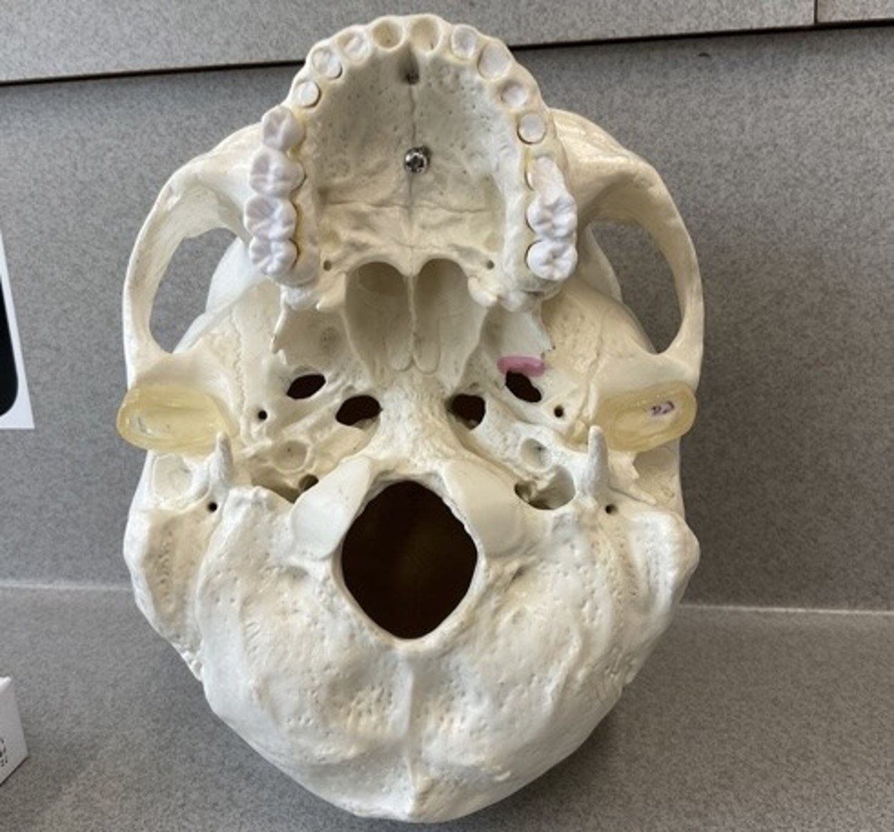 knowt flashcard image