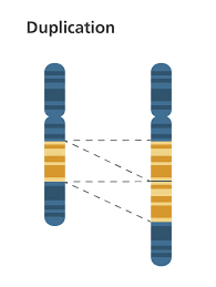 <p>DNA segment is copied…results in extra copies of chromosome</p>