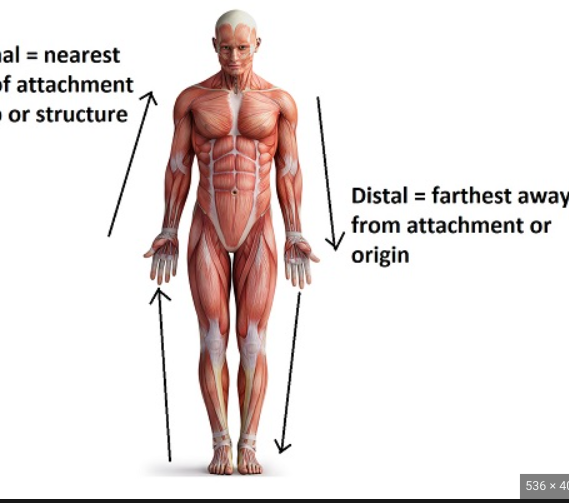<p>farther from origin of attachment (downward towards the feet)</p>