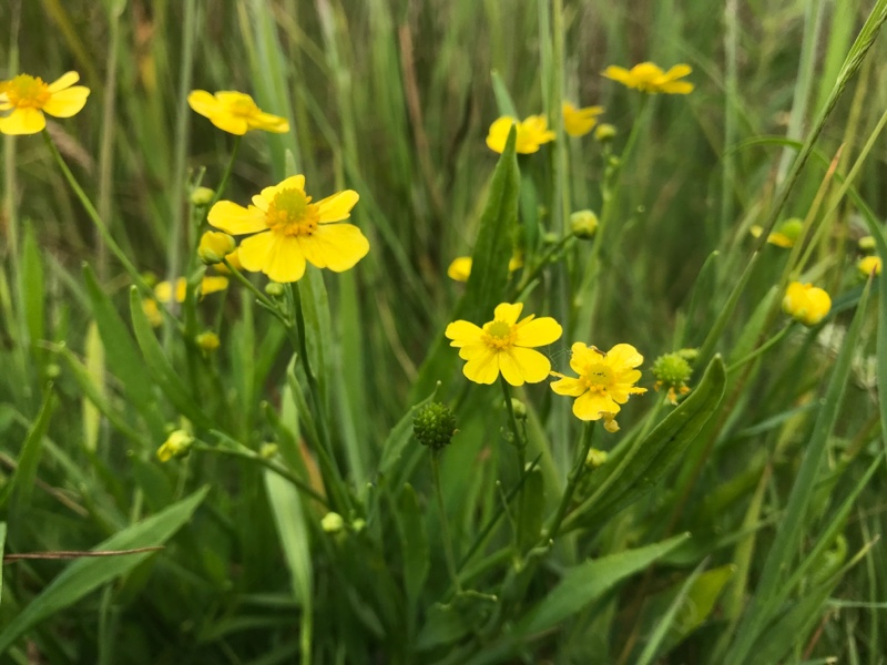 <p>Egelboterbloem&nbsp;(Ranonkelfamilie)</p>