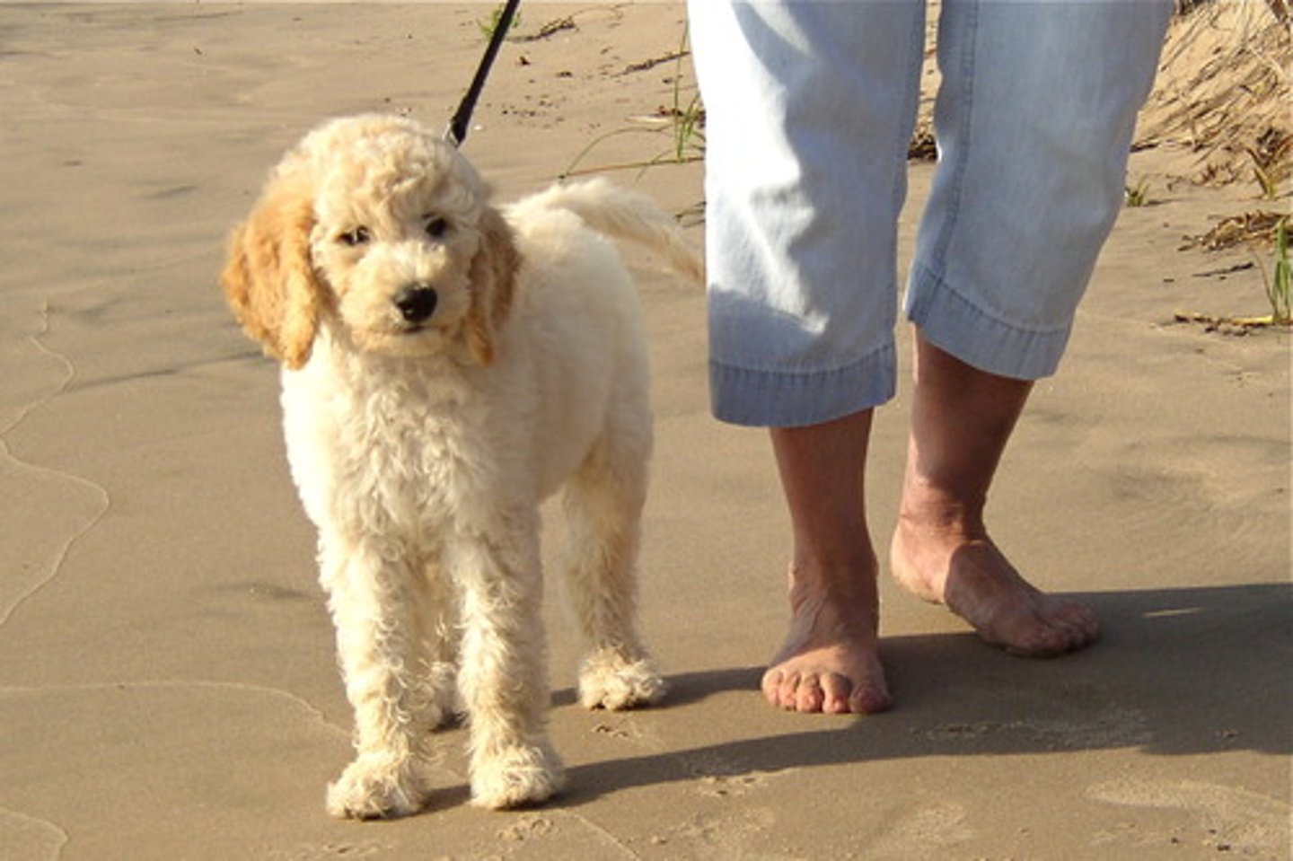 <p>(adj.) willing, compliant, dễ bảo, sẵn lòng tuân theo</p>