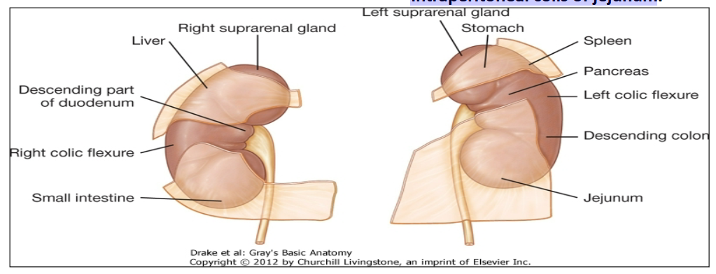 <p><span><span>Anterior surface of Right Kidney: </span></span></p><ul><li><p><span><span>right suprarenal,</span></span></p></li><li><p><span><span>liver,</span></span></p></li><li><p><span><span>descending part of duodenum, </span></span></p></li><li><p><span><span>right colic flexure,</span></span></p></li><li><p><span><span>small intraperitoneal part of the small intestine.</span></span></p></li></ul><div data-type="horizontalRule"><hr></div><p><span><span>Anterior surface of Left Kidney:</span></span></p><ul><li><p><span><span>left suprarenal and intraperitoneal part of stomach</span></span><br><span><span>and spleen, </span></span></p></li><li><p><span><span>retroperitoneal pancreas, </span></span></p></li><li><p><span><span>left colic flexure,</span></span></p></li><li><p><span><span>descending colon, </span></span></p></li><li><p><span><span>intraperitoneal coils of jejunum</span></span></p></li></ul><div data-type="horizontalRule"><hr></div><p><span><span>posterior surface of the Right and Left Kidneys</span></span></p><ul><li><p><span><span>diaphragm superiorly, psoas major, quadratus lumborum, and transversus abdominis inferiorly.</span></span></p></li><li><p><span><span>subcostal nerves and vessels, as well as the iliohypogastric and Ilioinguinal nerves, also pass posterior to both kidneys.</span></span></p></li><li><p><span><span>Left kidney is anterior to 11th &amp; 12th ribs</span></span></p></li><li><p><span><span>The right kidney is anterior to the 12th rib only.</span></span></p></li><li><p><span><span>The pleural sacs and the Costodiaphragmatic recesses lie posterior to the kidneys.</span></span></p></li></ul><p></p>