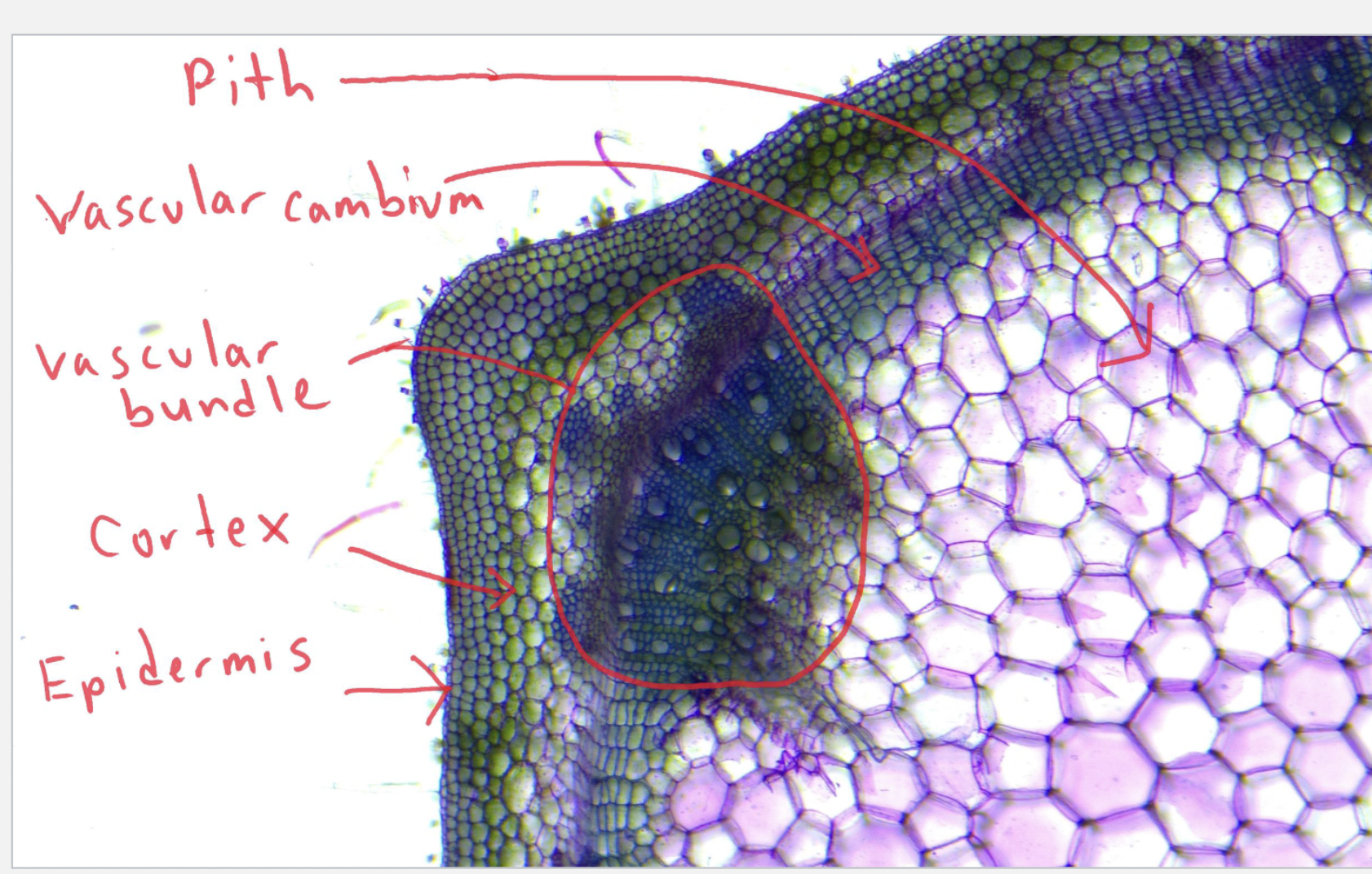 <p>TOP TO BOTTOM<br>Pith - <span>The word "pith" has several meanings, but most commonly refers to </span><strong><mark data-color="unset" style="background-color: unset; color: inherit;">the soft, spongy, central part of a plant stem or root made of parenchyma cells, which functions in storing nutrients and water</mark></strong></p>