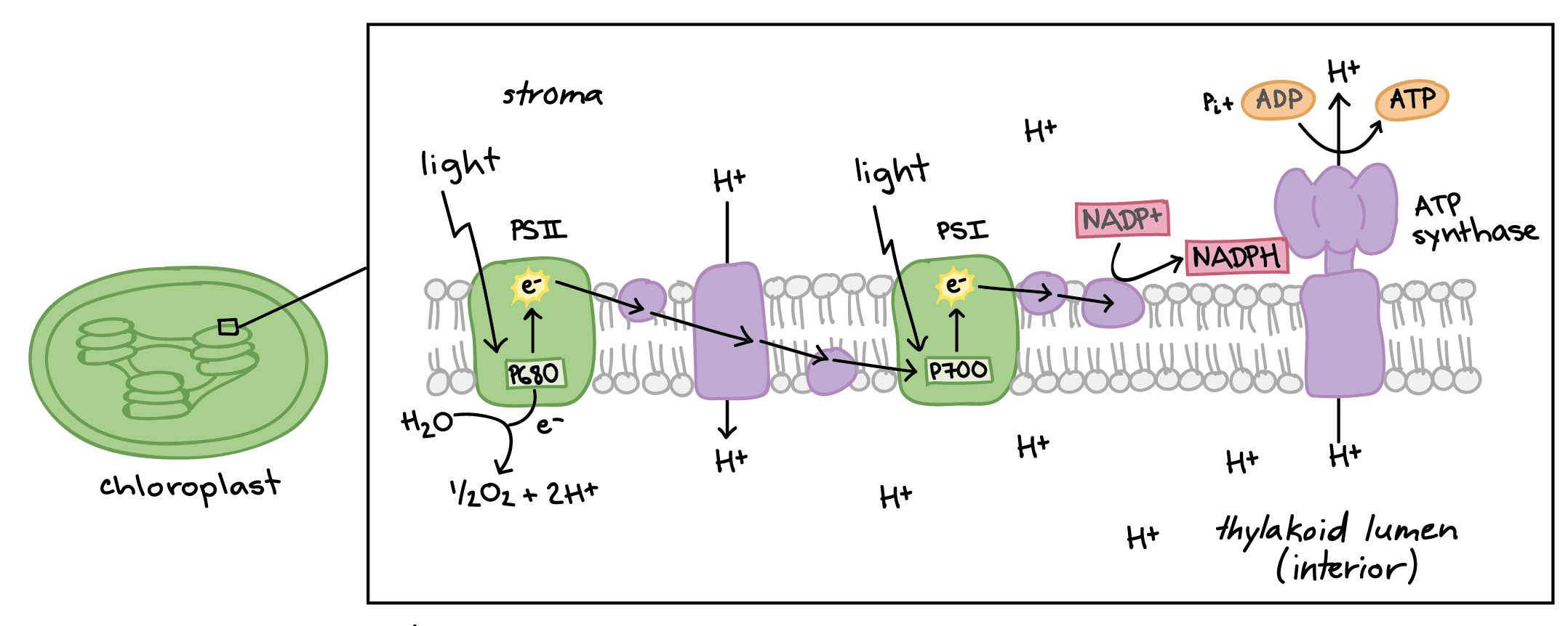 <ul><li><p>Water is split into hydrogen and oxygen</p></li><li><p>Electrons are lost through the splitting of water</p></li><li><p>NADP+ picks up lost electrons and turns into NADPH (reduction reaction) </p></li><li><p>Some light energy converts ADP and a phosphate group to make ATP</p></li></ul><p></p>