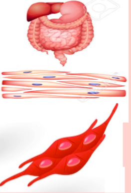 * involuntary, found in the digestive system
* easily maintain sustained contraction
* mononucleated and lack visible striations