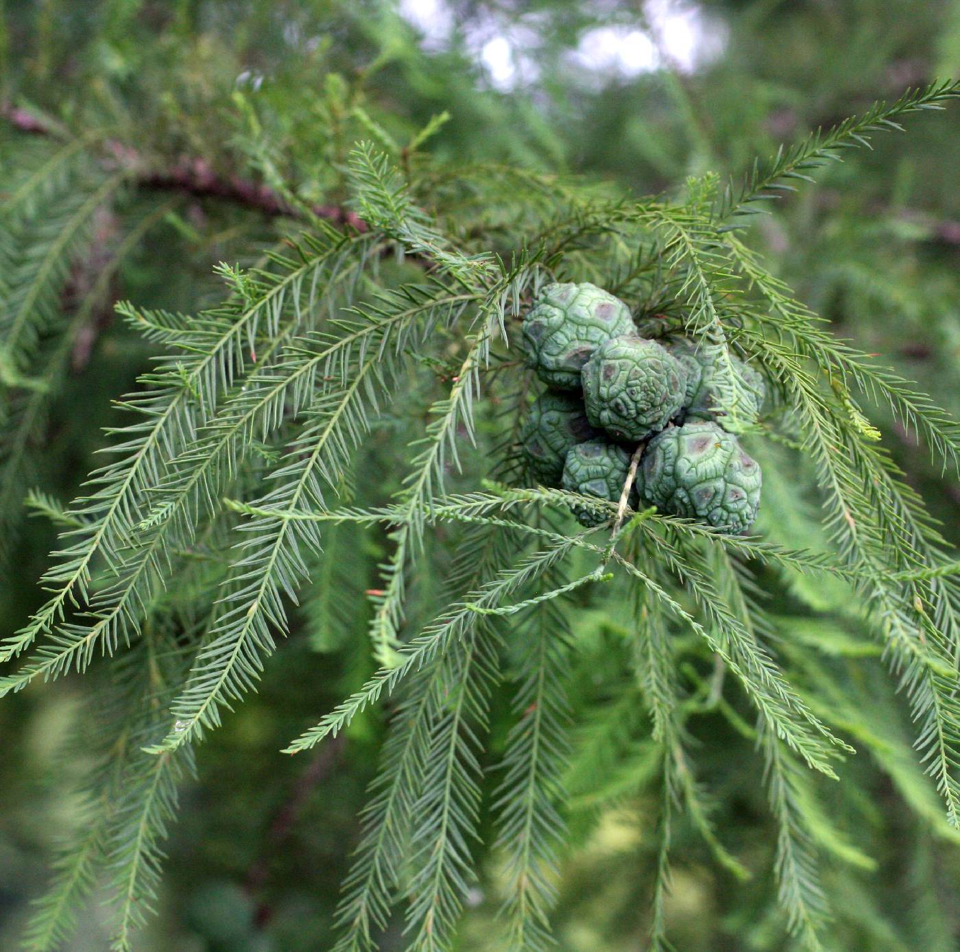 <p>Bald Cypress</p>