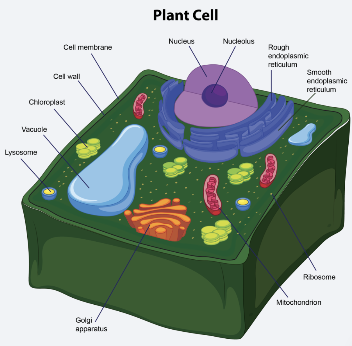 How is a plant cell different from an animal cell?

A. It lacks a cell wall
B. It is rectangular
C. It has many vacuoles in its cytoplasm
D. It traps sunlight using its mitochondria