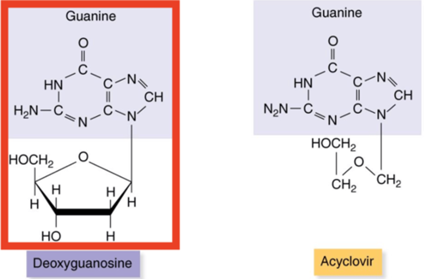 <p><strong>Antiviral Drugs</strong></p><p></p><p>- Building blocks of nucleic acids</p><p>- Nucleotide base, sugar, no phosphate</p><p>- Have a 3-prime end (OH)</p>