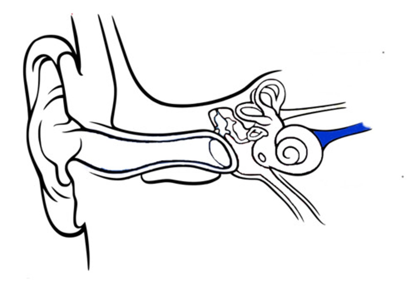 <p>the branch of the auditory nerve that transmits auditory information from the cochlea to the brain</p>