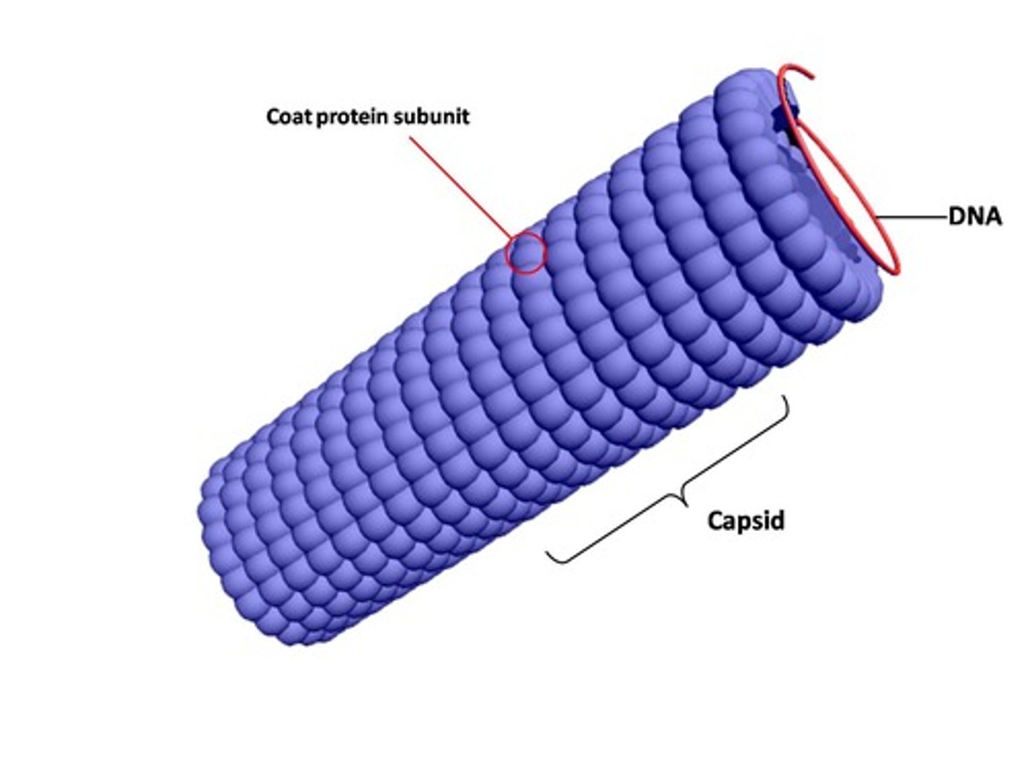 <p>Rod-shaped, form a continuous helix around the nucleic acid (genome)</p>