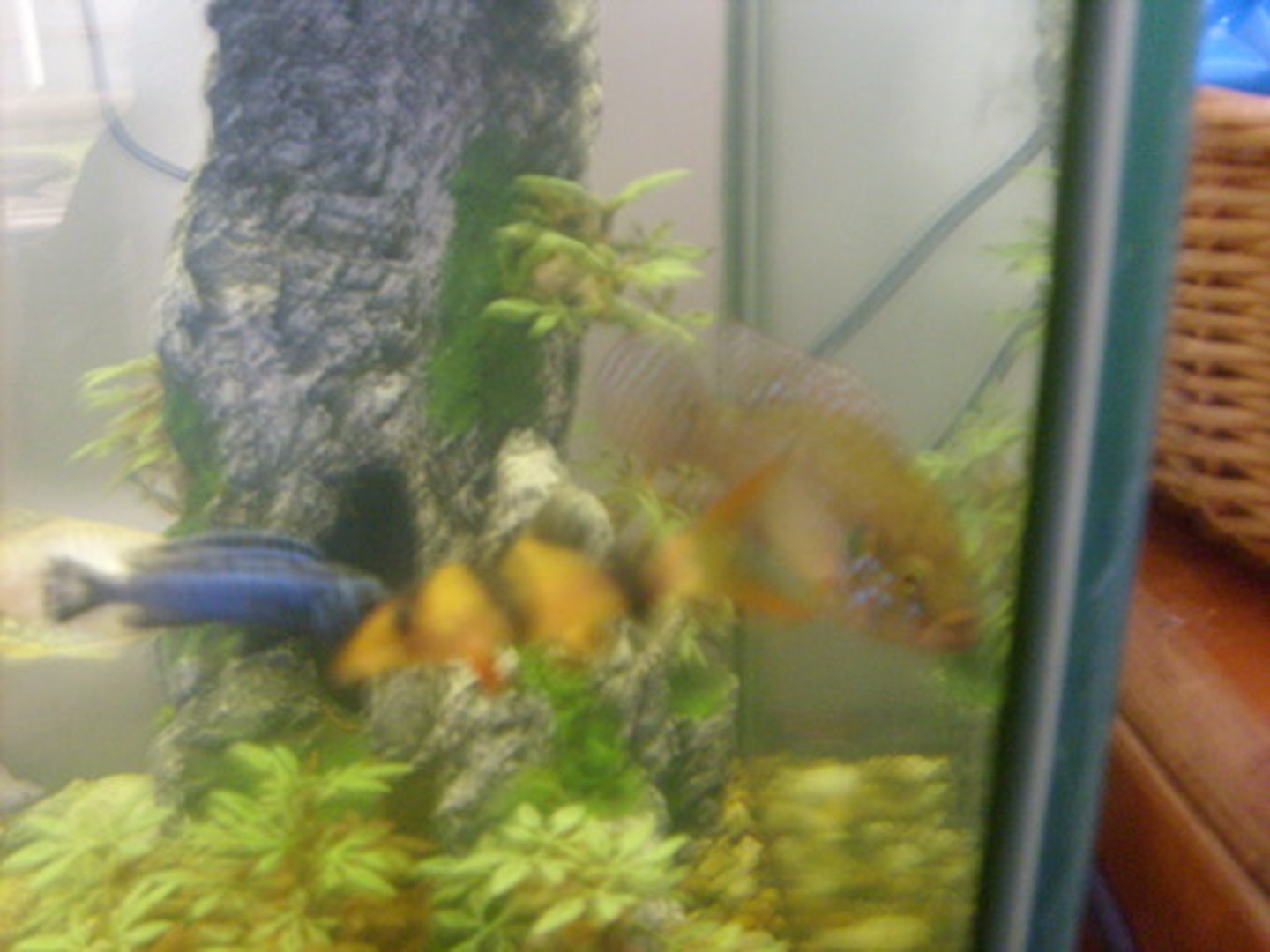 <p>having more than one possible meaning: mơ hồ, không rõ ràng</p>