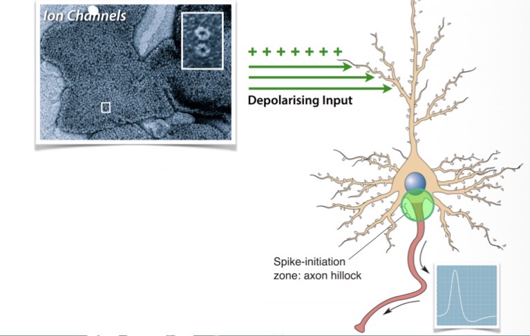 <p>Why do action potentials start at the axon hillock?</p>