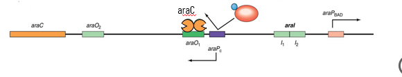 <p>too much araC protein → binds to araO1 operator to prevent further transcription (RNAP cannot bind to araPc)</p><p>allosteric change in regulatory molecules as a result of small molecule binding is not the only way regulator proteins are controlled: OxyR is directly activated by oxidation and phosphorylation of regulatory proteins is a common mechanism</p>