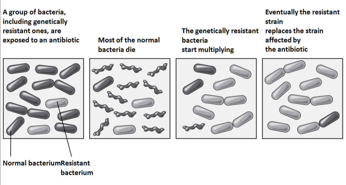 <p>1- group of bacteria is exposed to antibiotic</p><p>2- most of normal bacteria die</p><p>3- genetically resistant bacteria start multiplying</p><p>4- resistant strain replaces normal strain</p>