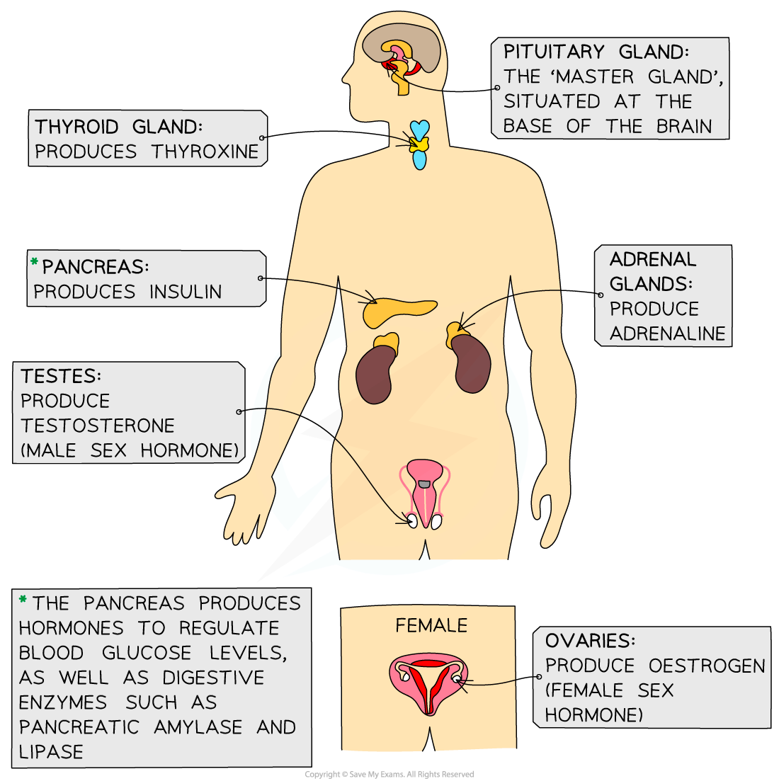 <p>Endocrine system</p>
