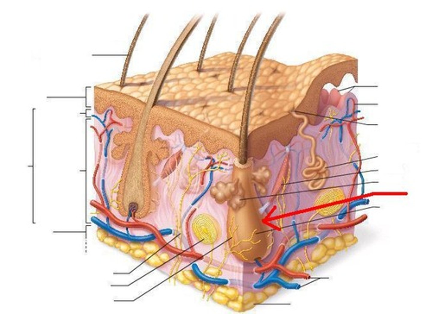 <p>Tubular invaginations of the epidermis,</p><p>Formed by mitotically active stratum basale cells,</p><p>Melanocytes provide pigment for hair color,</p><p>Dermal capillaries provide blood supply</p>