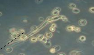 <p>What does this image show?</p>