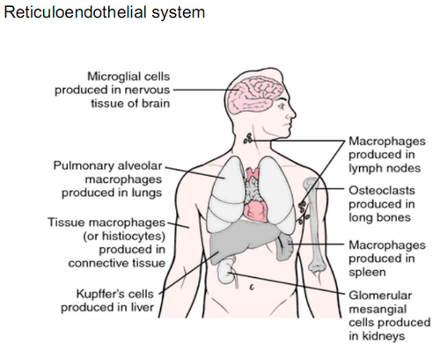 <p>Mononuclear Phagocyte System; made up of phagocytic cells in the body including macrophages and monocytes; engulf and destroy damaged/old tissues and foreign particles; don't die but activate and stimulate cytokines</p>